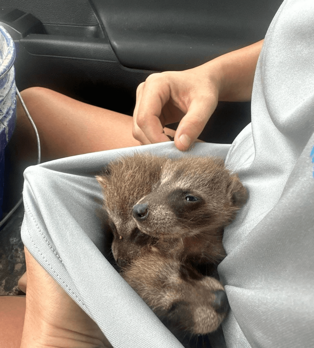 Baby raccoons safely relocated