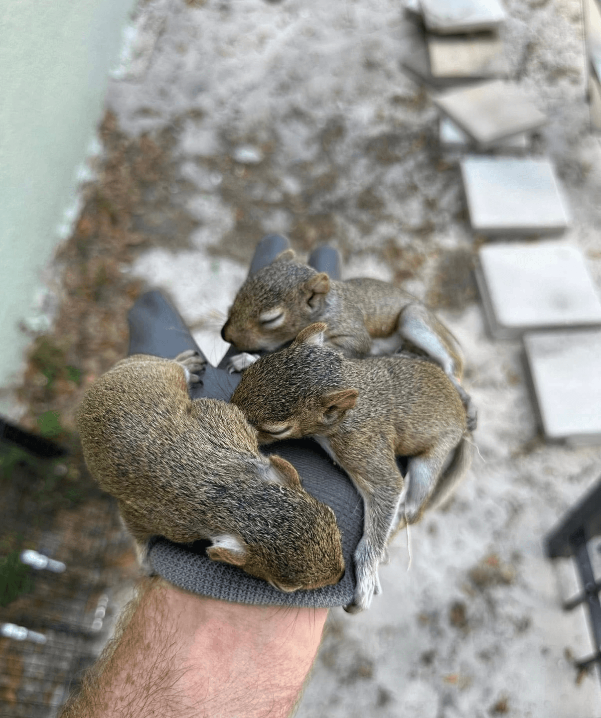 Baby squirrels found during attic exclusion work