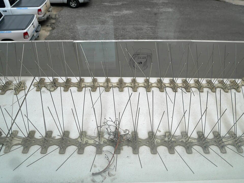 Stainless steel bird spike strips installed along a building ledge