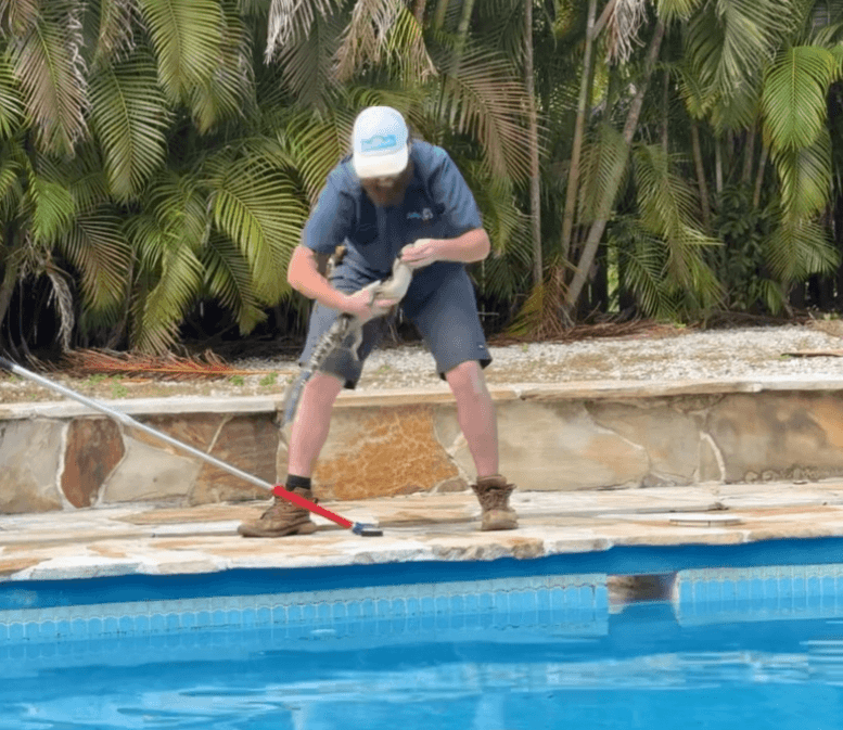 Alligator removal from residential pool area