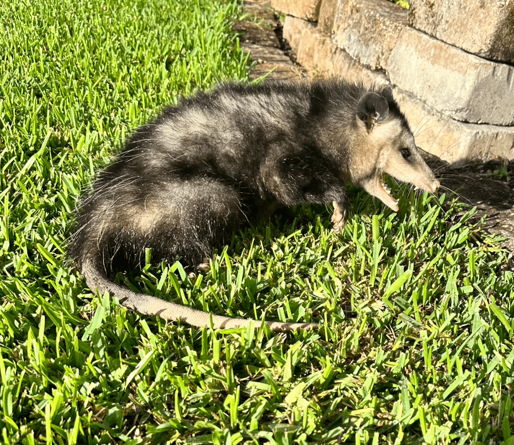 Opossum captured — humane removal