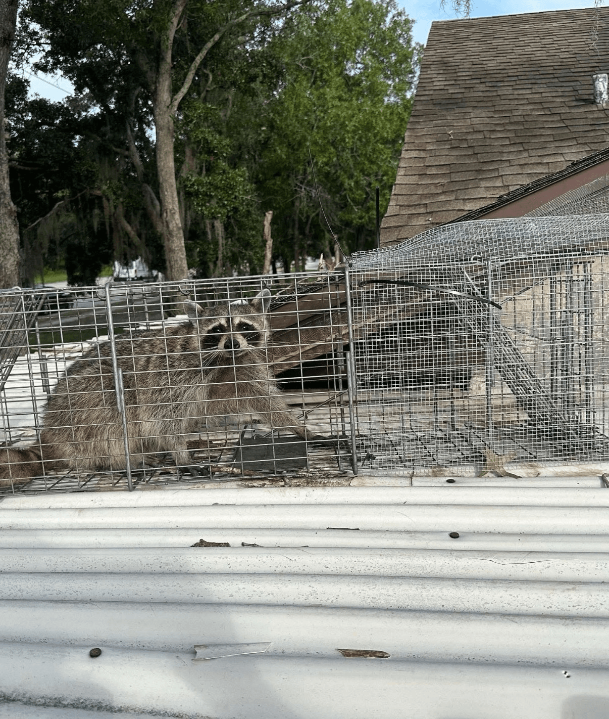 Raccoon in live trap on roof — humane removal