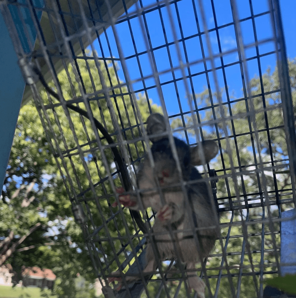 Rat captured in live trap