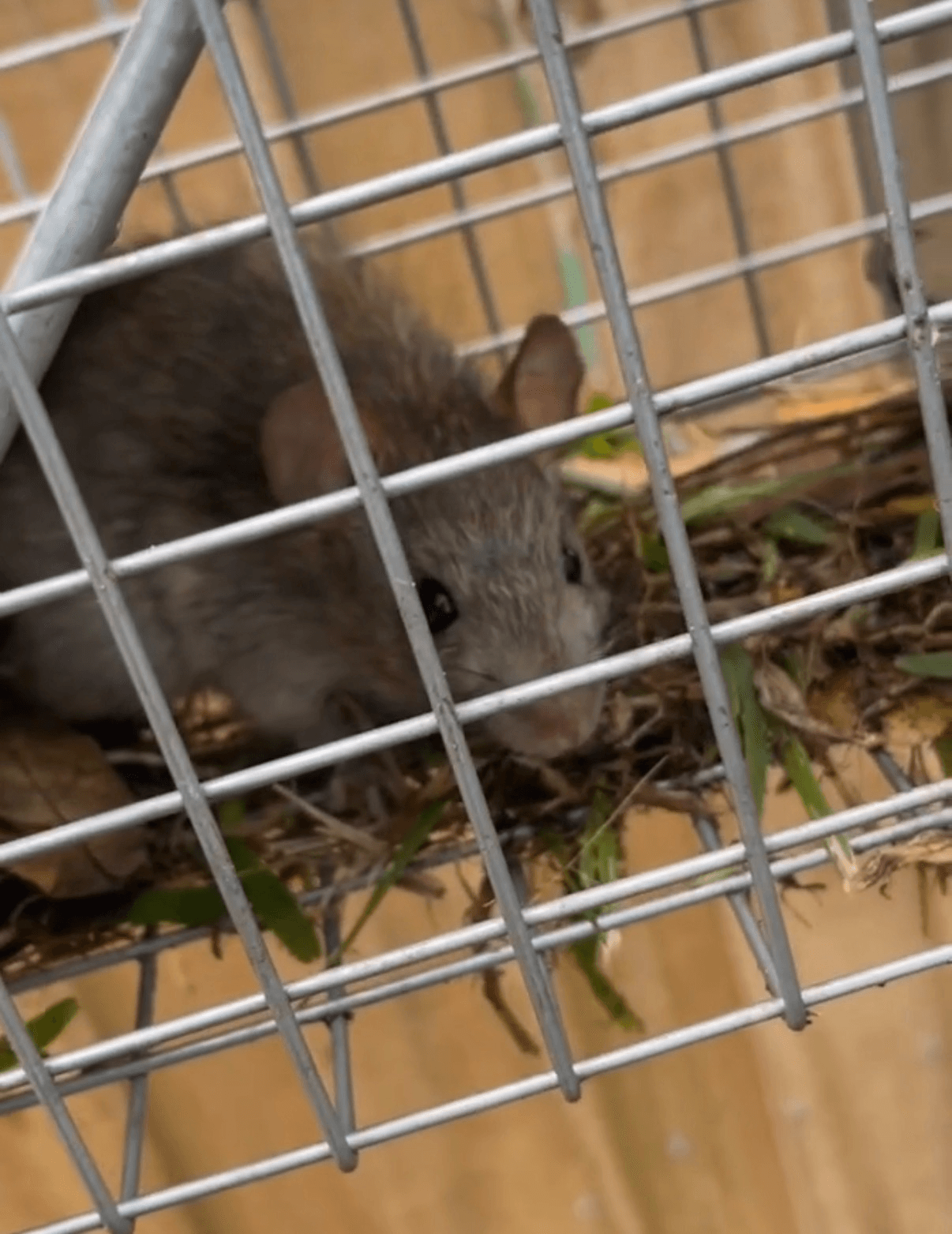 Roof rat — common Pinellas County pest