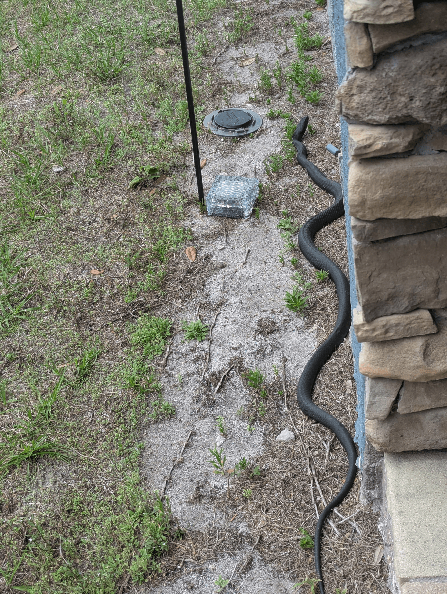 Snake in yard — safe capture and relocation