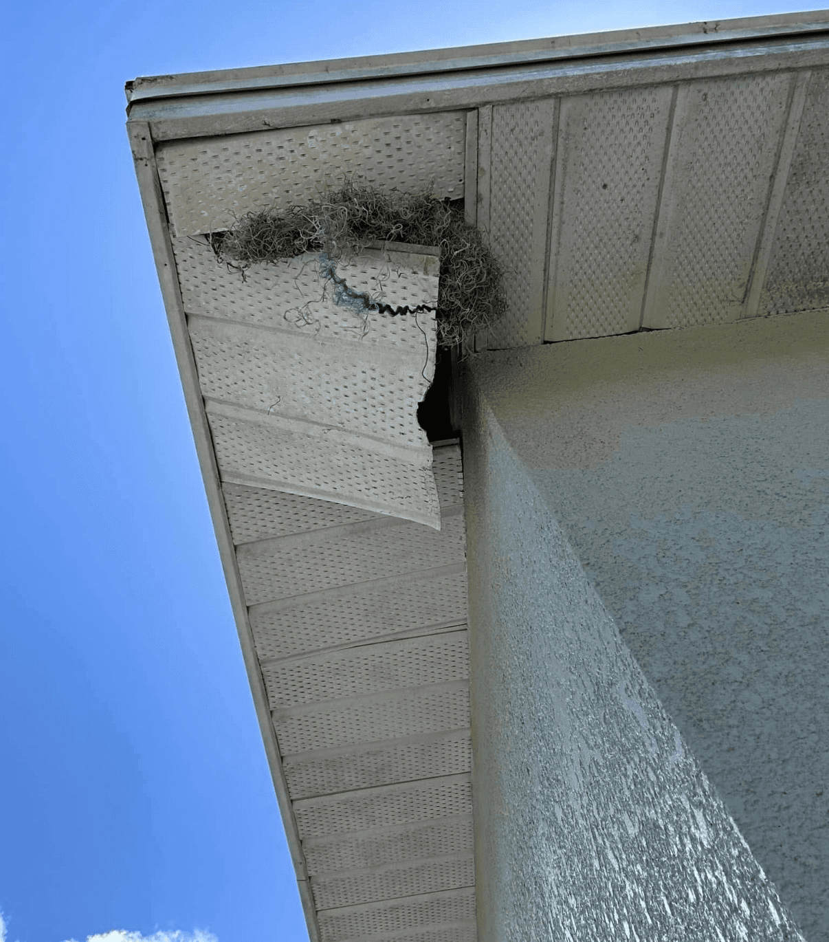 Torn soffit — wildlife entry point found