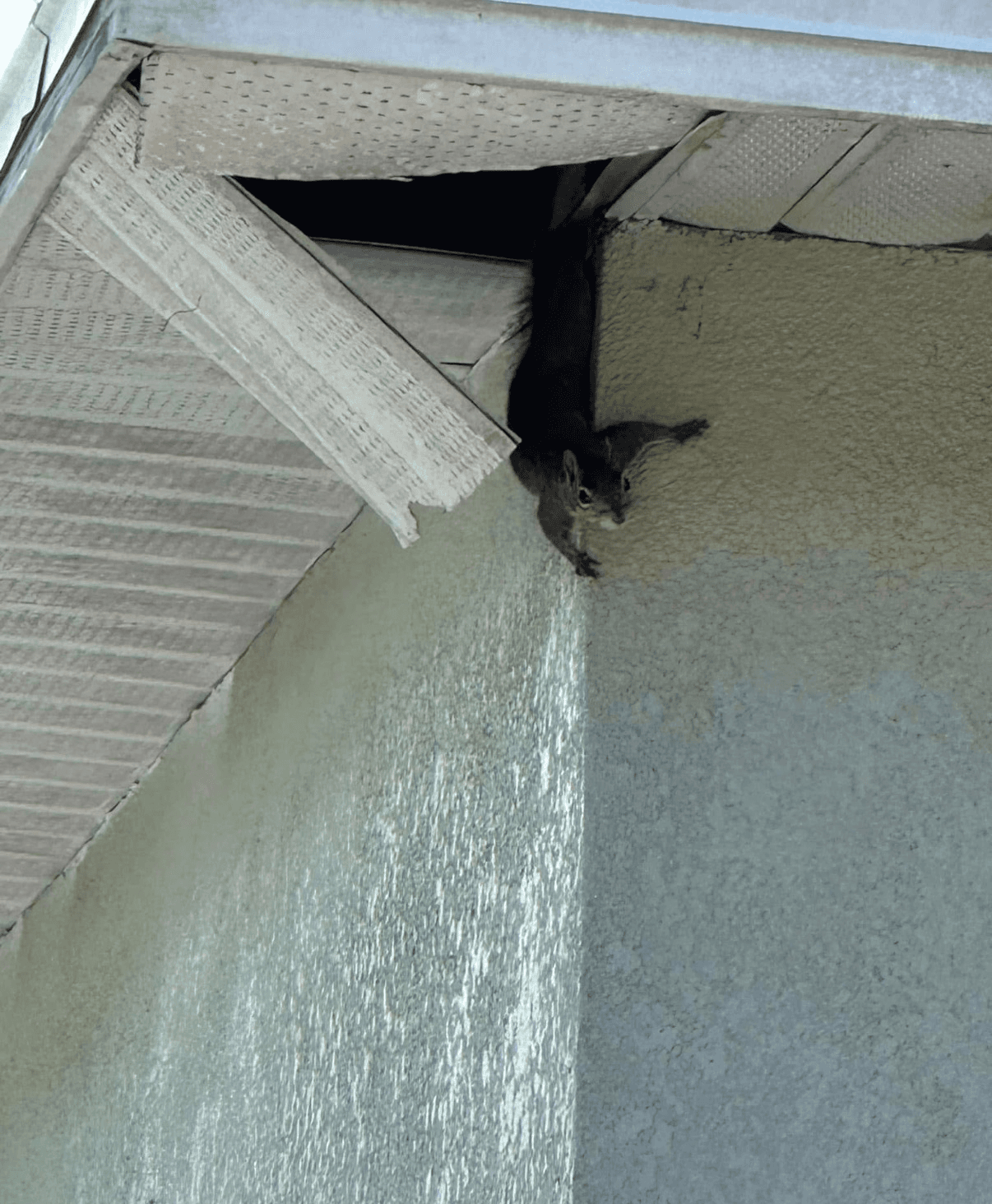 Squirrel damage to structure — exclusion required